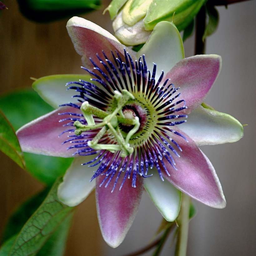 Passiflora allardii - Flor de la pasión (Floración)