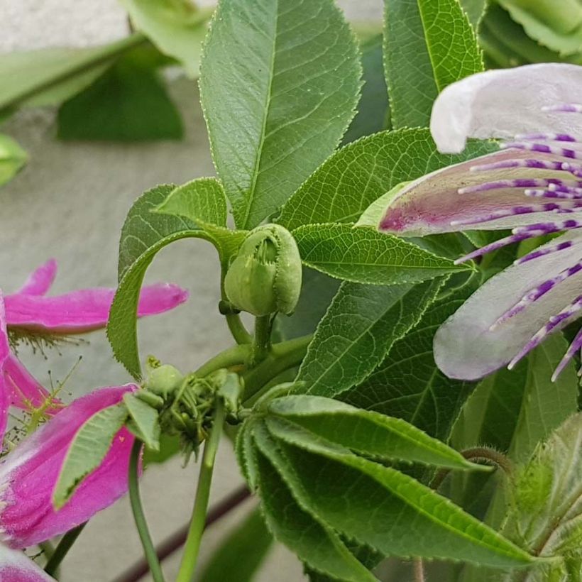 Passiflora Aurora - Flor de la pasión (Follaje)