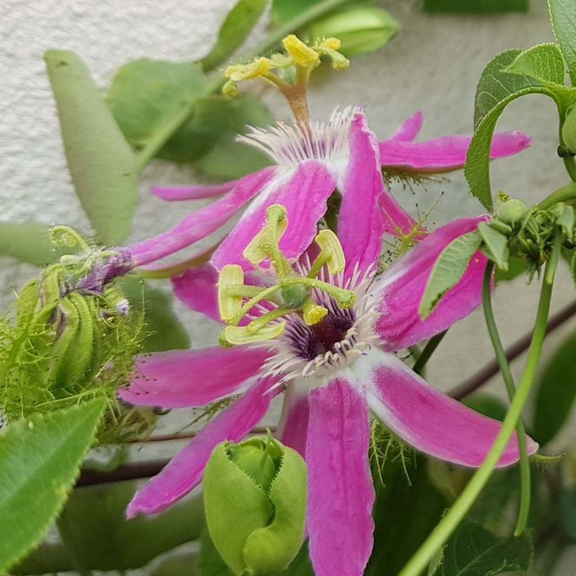 Passiflora Aurora - Flor de la pasión (Floración)