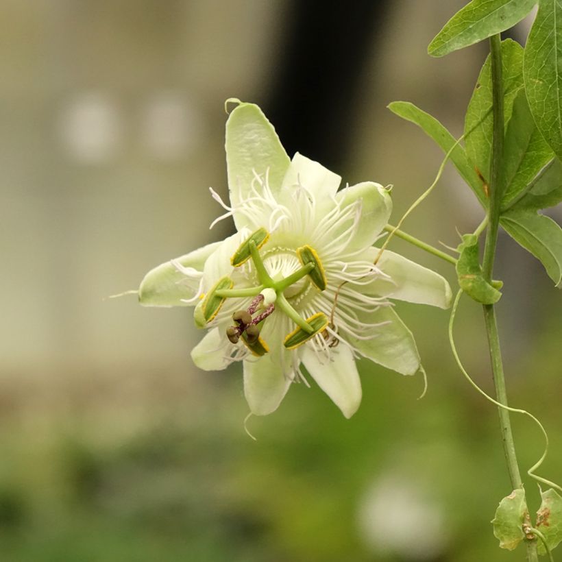 Passiflora caerulea - Flor de la pasión (Floración)