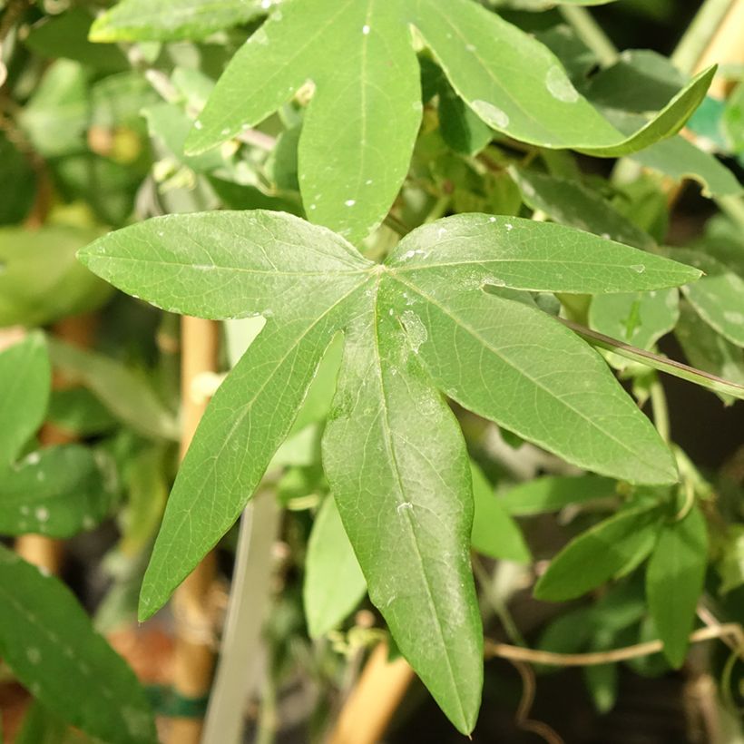 Passiflora hybrida Snow Queen - Flor de la pasión (Follaje)