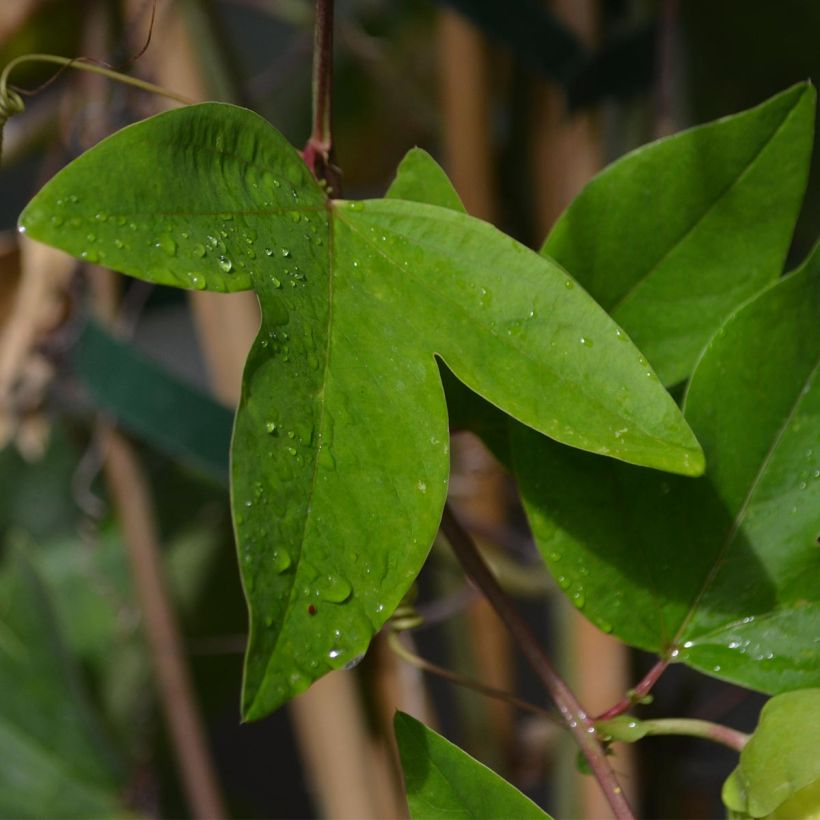 Passiflora Perfume Passion - Flor de la pasión (Follaje)