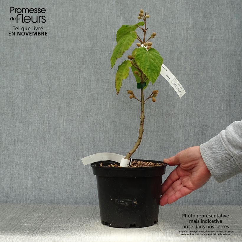 Ejemplar de Paulownia tomentosa Hulsdonk - Arbre impérial pot de 3/4L entregado en otoño