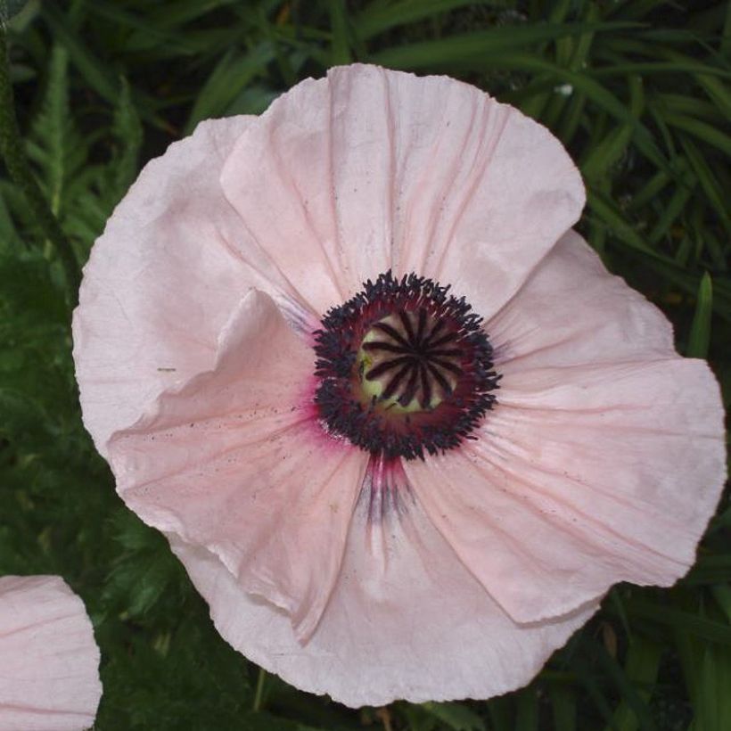 Amapola oriental Karine - Papaver orientale (Floración)