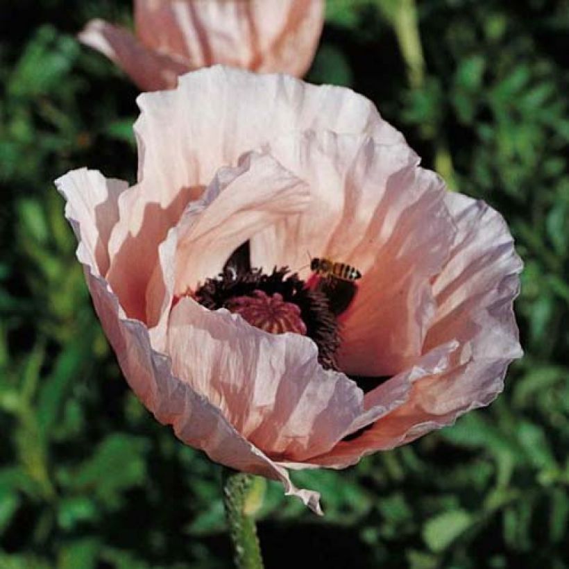 Amapola oriental Princess Victoria Louise - Papaver orientale (Floración)