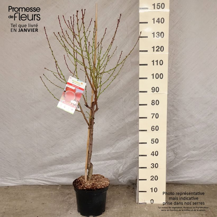 Pêcher Charles Ingouf - Prunus persica Gobelet en pot de 7,5l/10l Ejemplar entregado en invierno