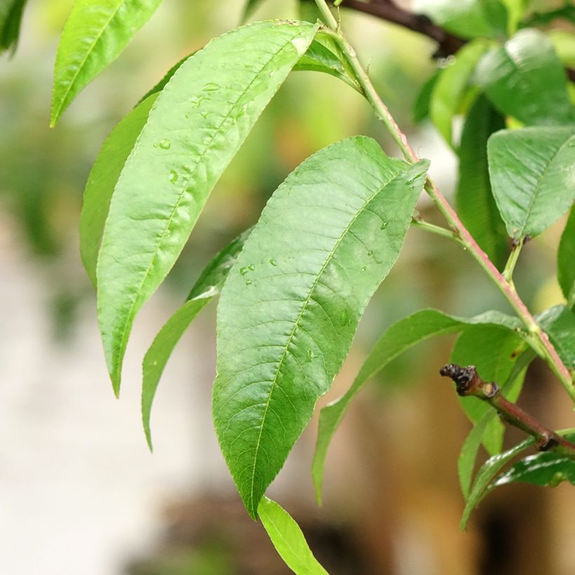 Melocotonero Suncrest (Follaje)