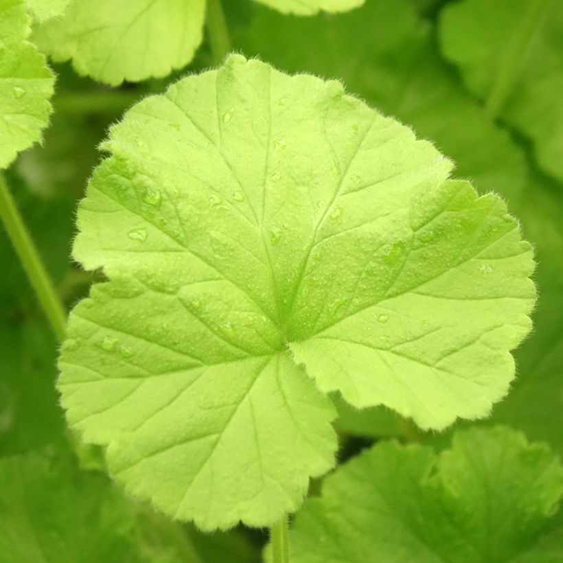 Geranio Atomic Snowflake- Pelargonium (Follaje)