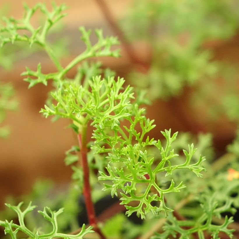 Geranio fruticosum- Pelargonium (Follaje)