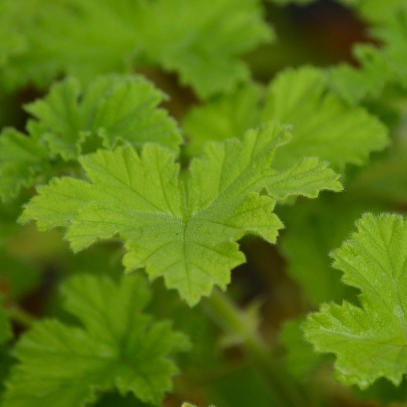 Geranio Attar of Roses- Pelargonium (Follaje)