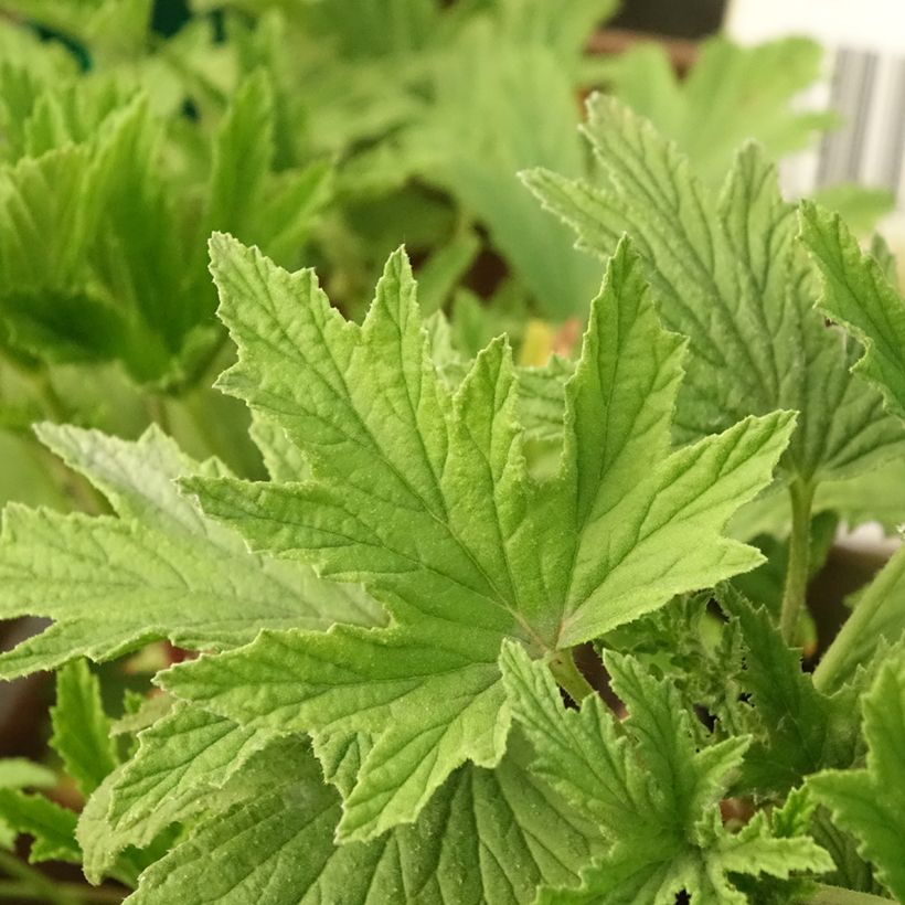 Geranio Orange Fizz- Pelargonium (Follaje)