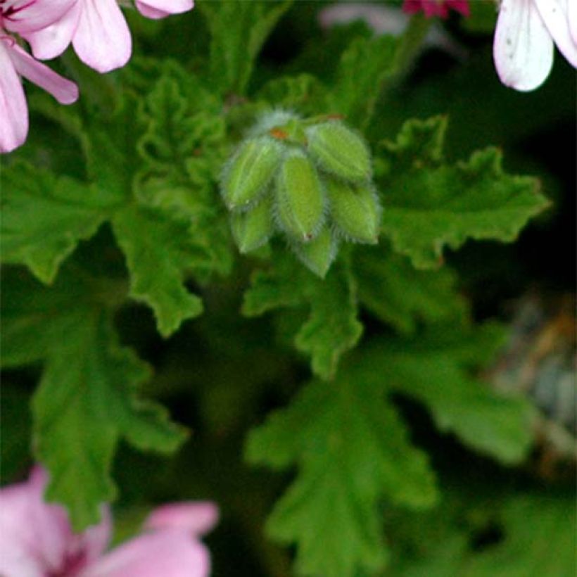 Geranio graveolens- Pelargonium (Follaje)