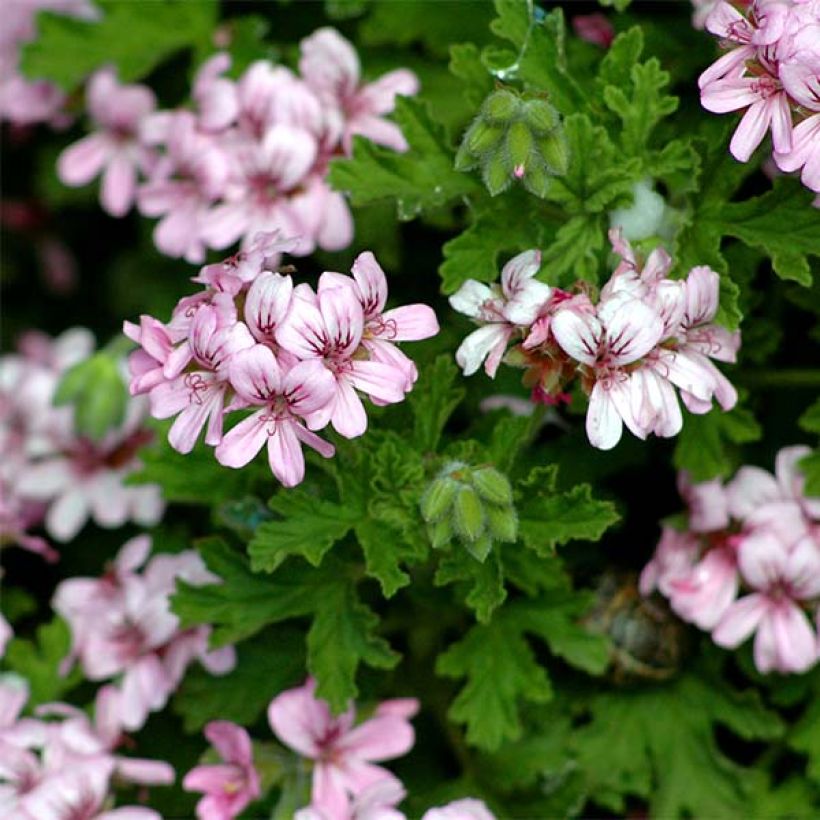 Geranio graveolens- Pelargonium (Floración)