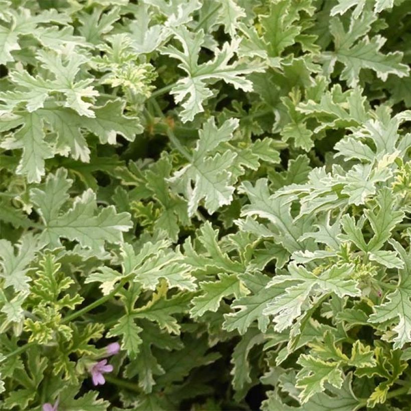 Geranio graveolens Grey Lady Plymouth- Pelargonium (Follaje)