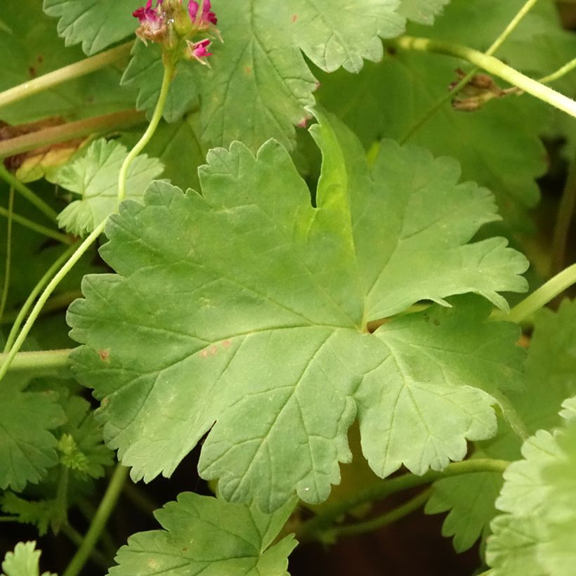 Geranio grossularioides- Pelargonium (Follaje)