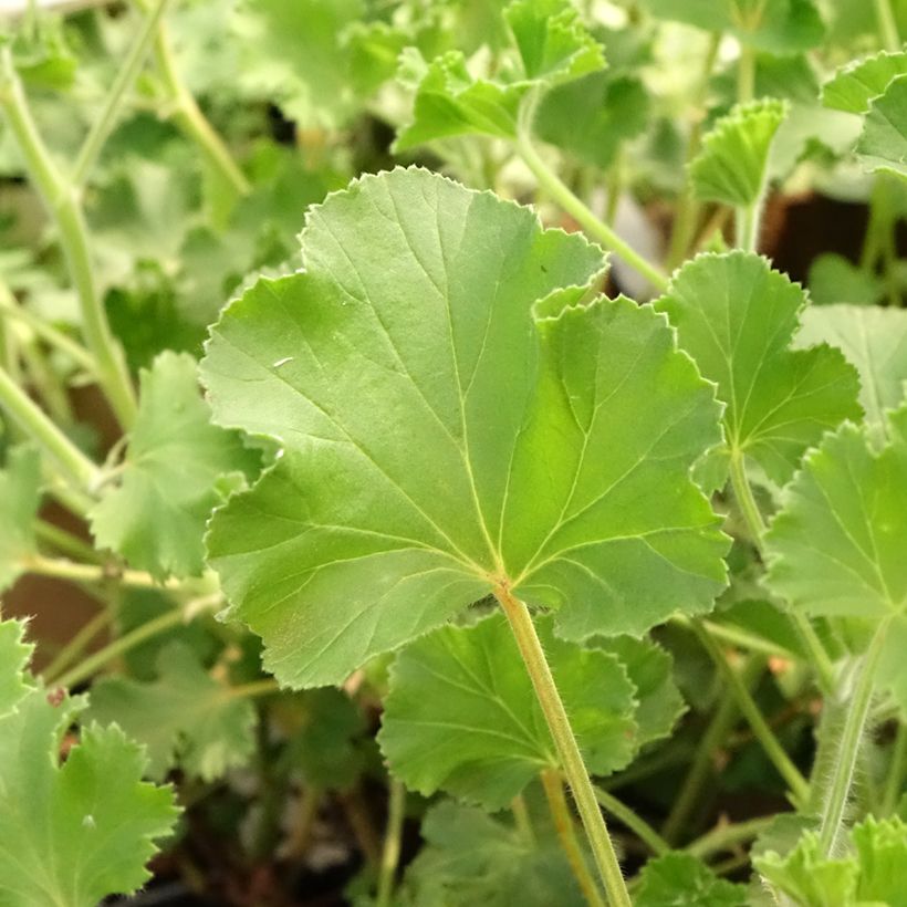 Geranio Cola Bottles- Pelargonium (Follaje)