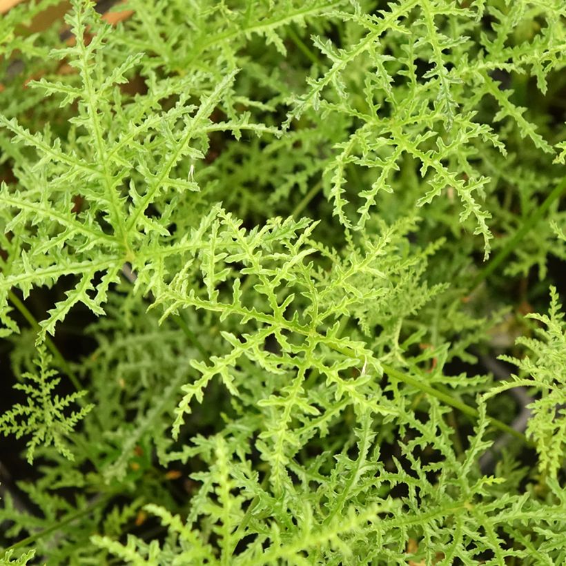 Geranio denticulatum Filicifolium- Pelargonium (Follaje)