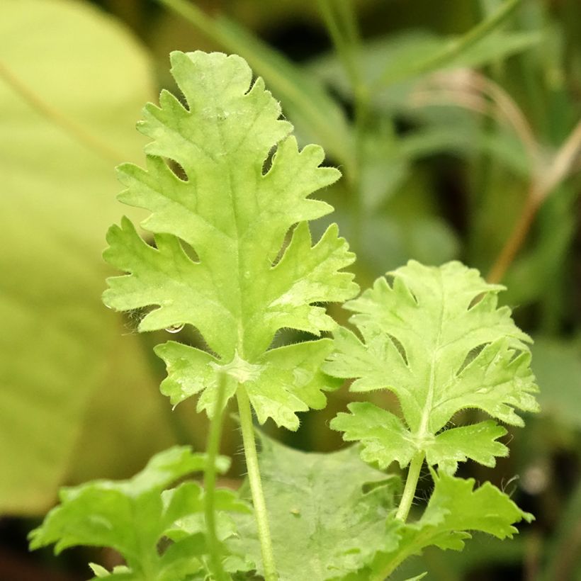 Geranio ionidiflorum- Pelargonium (Follaje)