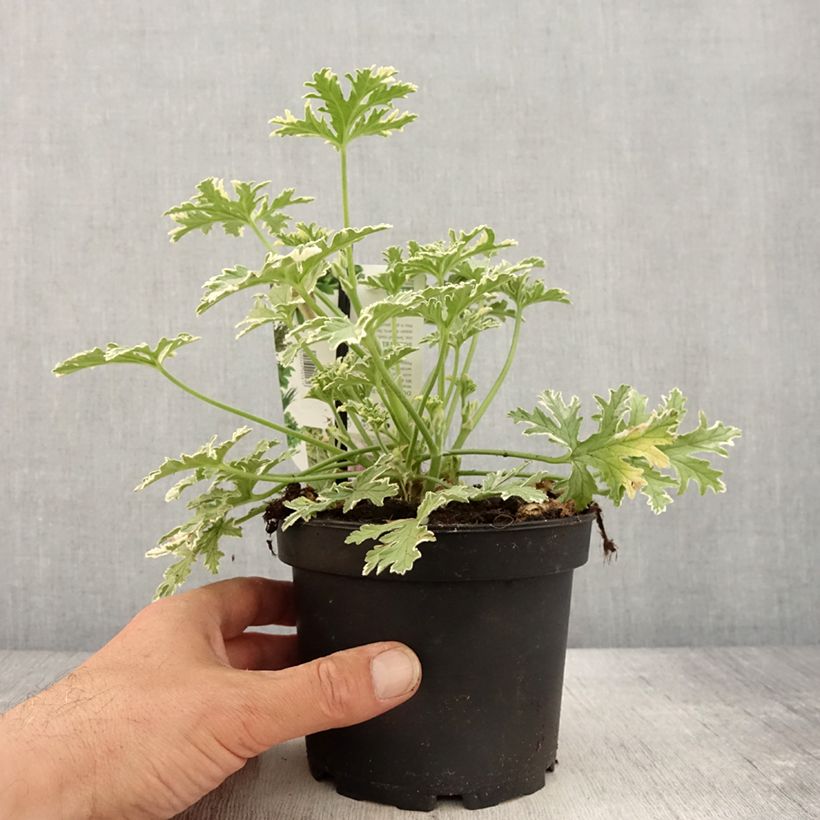 Pelargonium odorant Lady Plymouth - Géranium parfum de rose Pot de 1,5L/2L Ejemplar entregado en la primavera