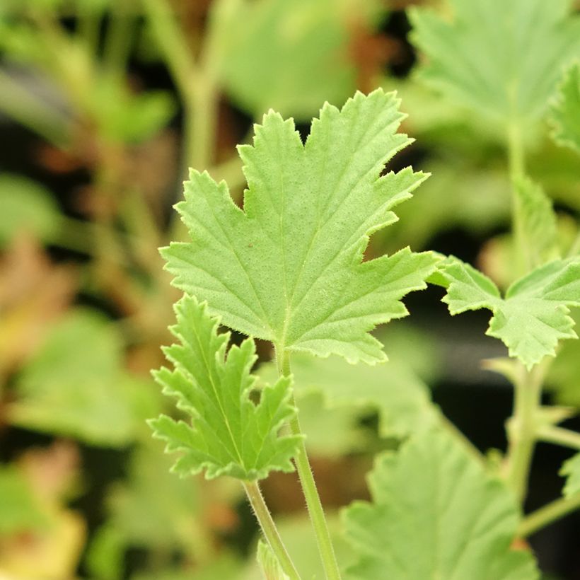 Geranio Lemon fancy- Pelargonium (Follaje)