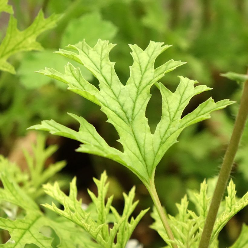 Geranio pseudoglutinosum- Pelargonium (Follaje)