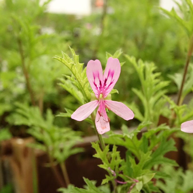 Geranio pseudoglutinosum- Pelargonium (Floración)