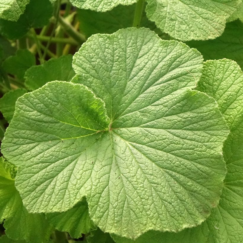 Geranio papilionaceum- Pelargonium (Follaje)