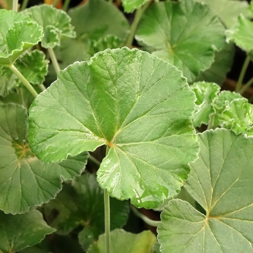 Geranio reniforme sidoides- Pelargonium (Follaje)