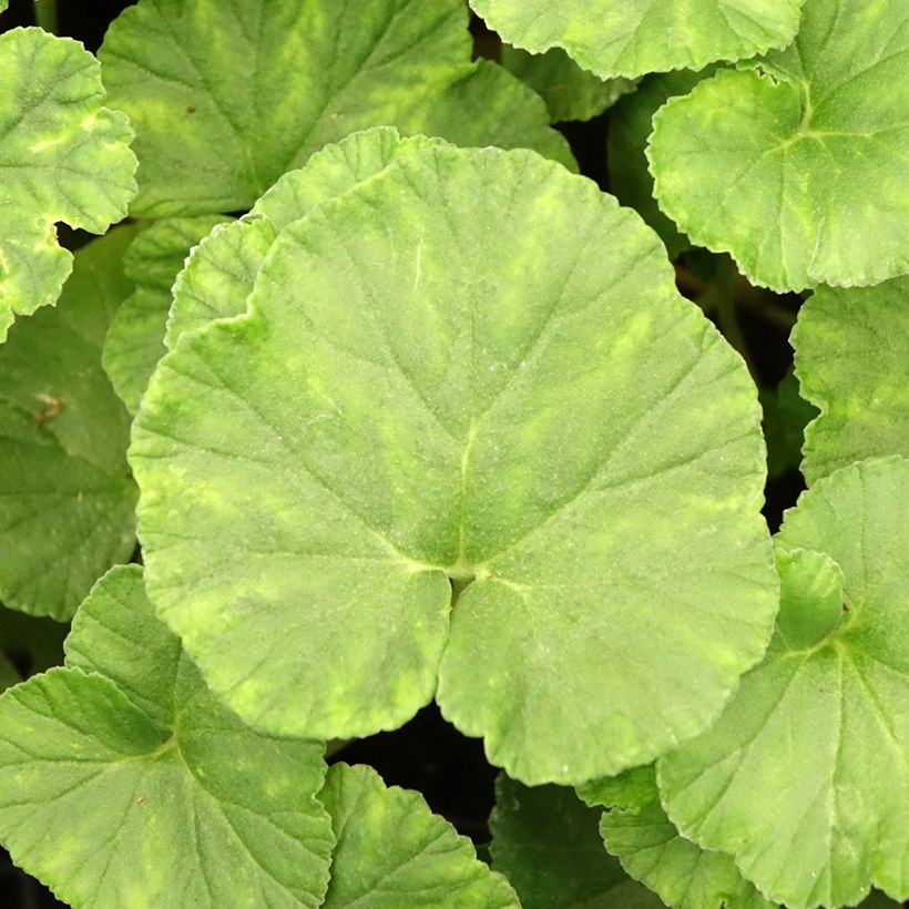 Geranio reniforme- Pelargonium (Follaje)