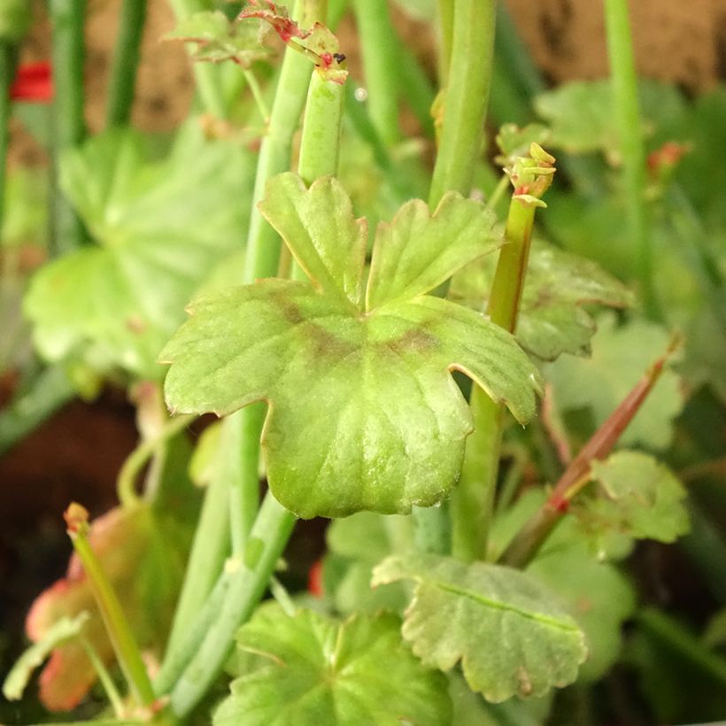 Geranio tetragonum- Pelargonium (Follaje)