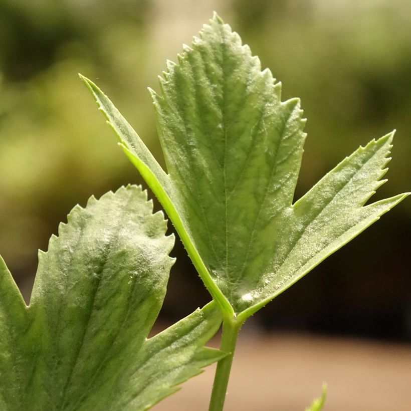 Geranio tricuspidatum- Pelargonium (Follaje)