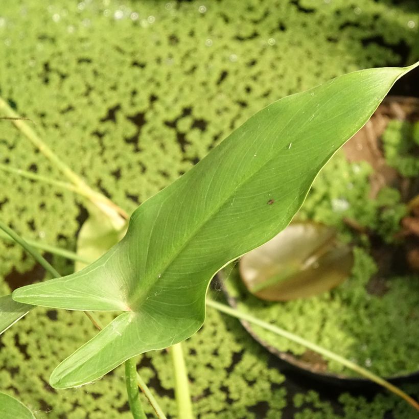 Peltandra virginica (Follaje)