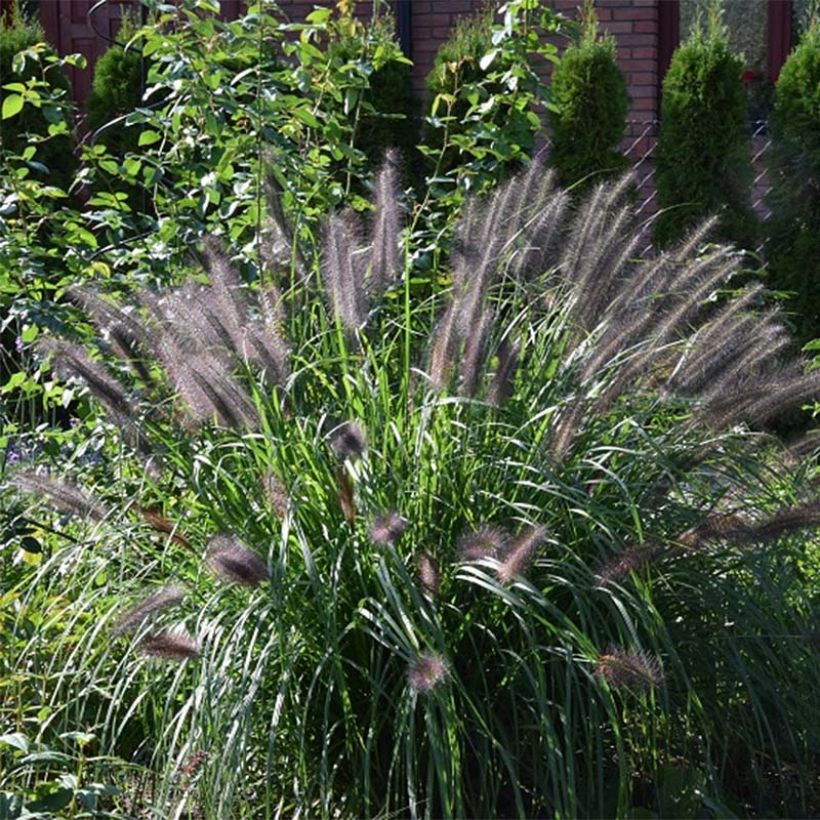 Pennisetum alopecuroïdes Black Beauty (Follaje)