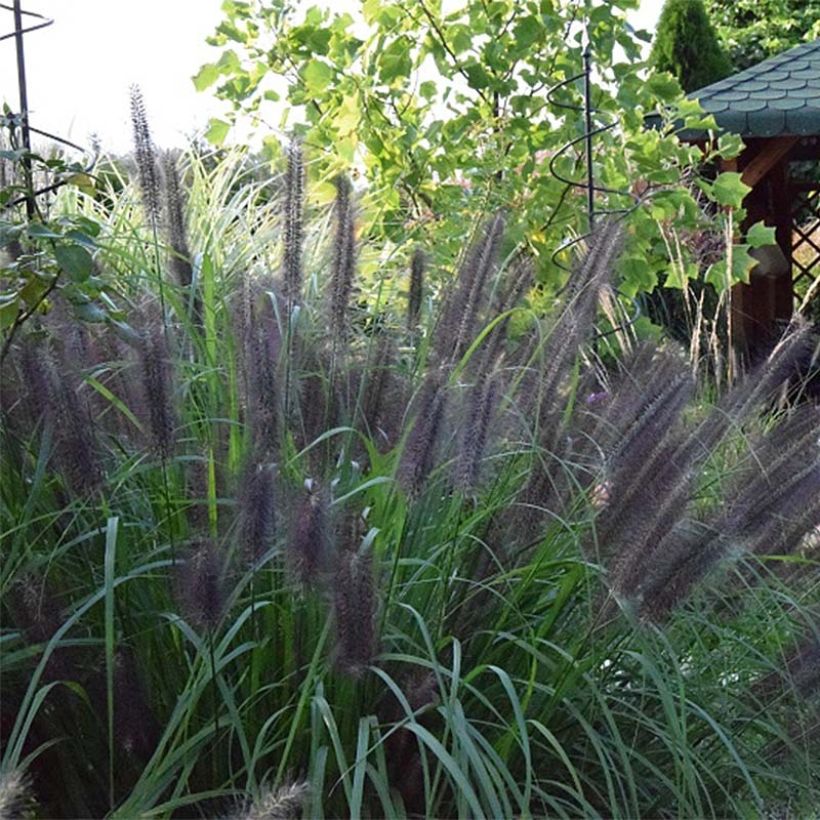 Pennisetum alopecuroïdes Black Beauty (Floración)