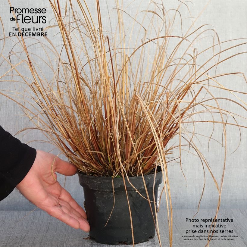 Ejemplar de Pennisetum alopecuroides Cassian - Herbe aux écouvillons en pot de 2L/3L entregado en otoño