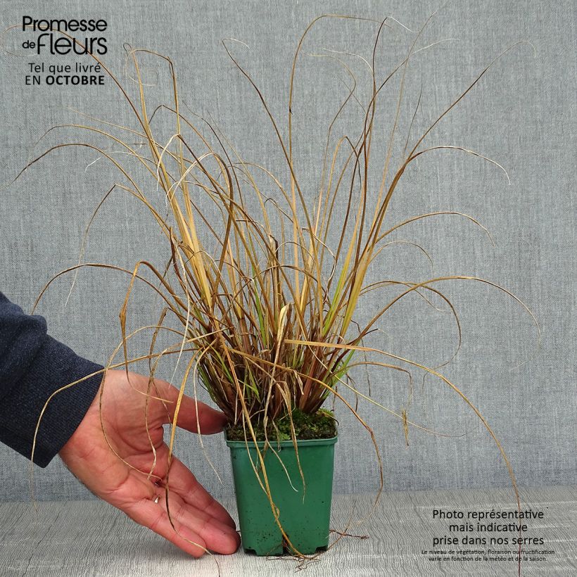 Ejemplar de Pennisetum alopecuroides Cassian - Herbe aux écouvillons Godet de 9cm entregado en otoño