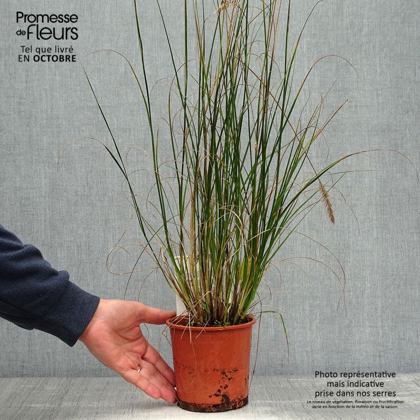 Ejemplar de Pennisetum alopecuroides Hameln en pot de 1.5L entregado en otoño