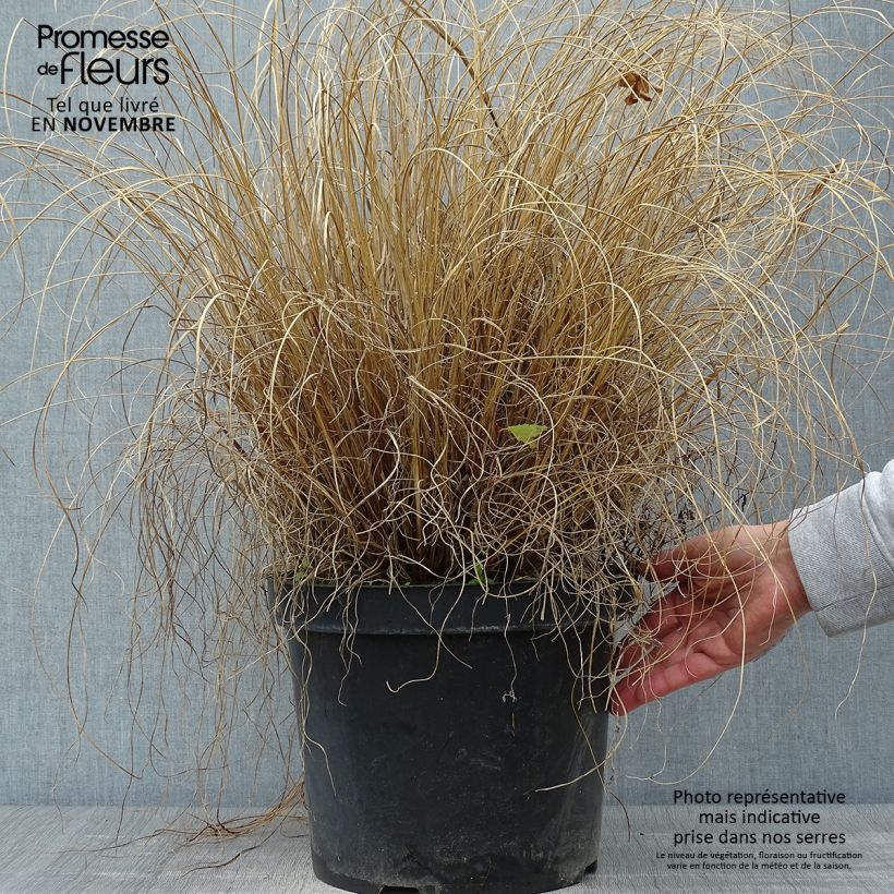 Ejemplar de Pennisetum alopecuroides Hameln en pot de 10L. entregado en otoño