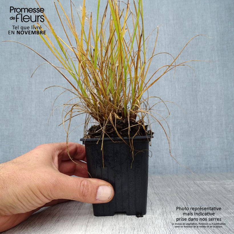 Ejemplar de Pennisetum alopecuroïdes Hameln Gold entregado en otoño