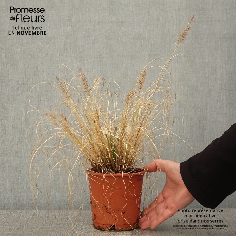 Ejemplar de Pennisetum alopecuroïdes Hameln Gold entregado en otoño