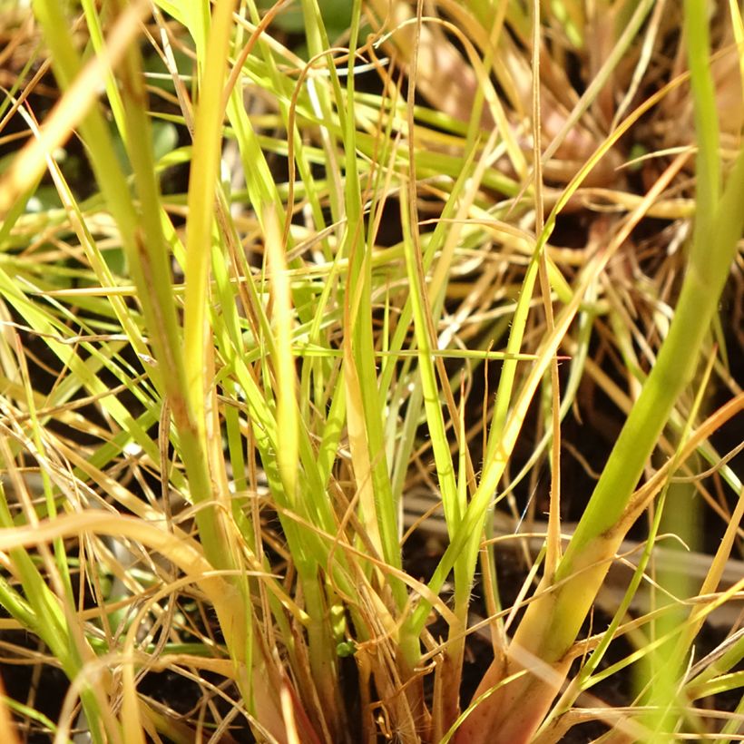 Pennisetum alopecuroïdes Japonicum (Follaje)