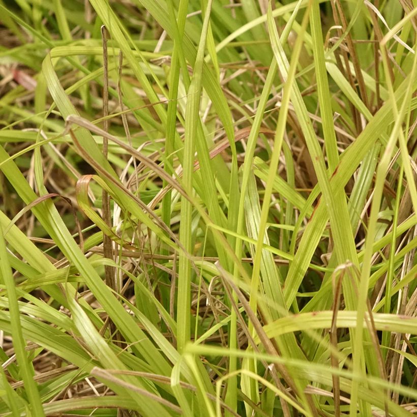 Pennisetum alopecuroïdes Lepage Gold (Follaje)