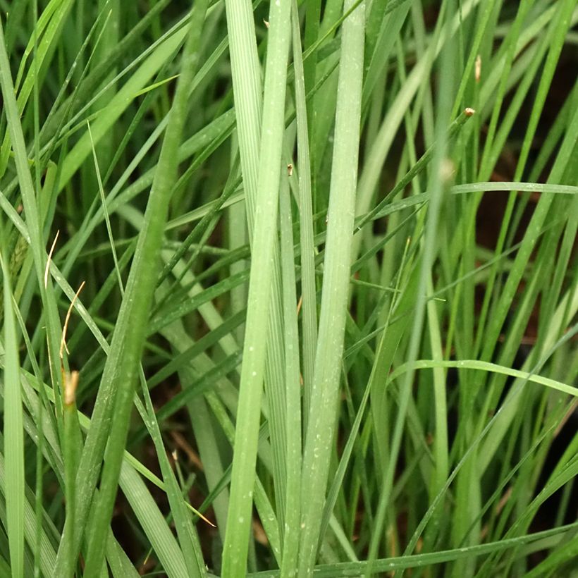 Pennisetum alopecuroïdes Moudry (Follaje)