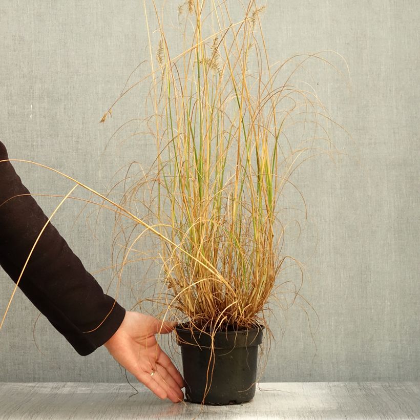 Ejemplar de Pennisetum alopecuroides National Arboretum - Herbe aux écouvillons pourpres - Pot de 3L/4L entregado en otoño