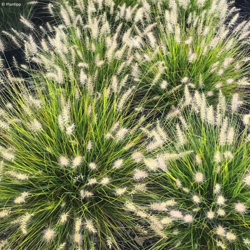 Pennisetum alopecuroides Lumen Gold (Floración)