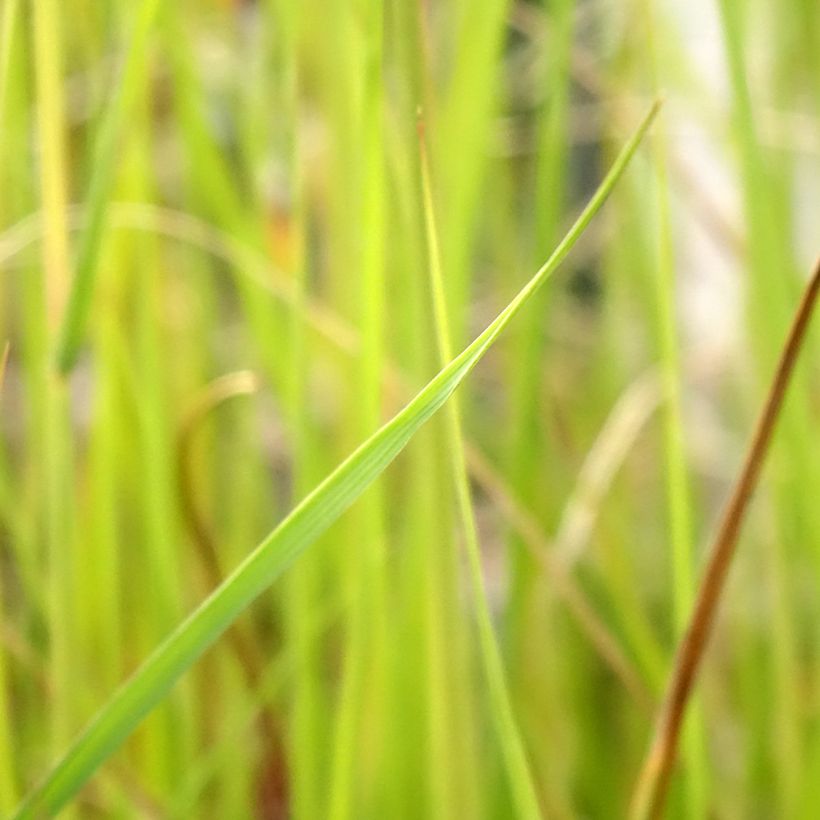 Pennisetum macrourum (Follaje)