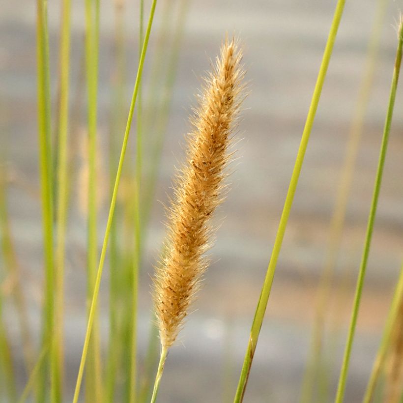 Pennisetum macrourum (Floración)