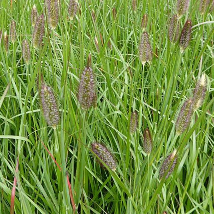 Pennisetum massaicum Red Bunny Tail (Floración)