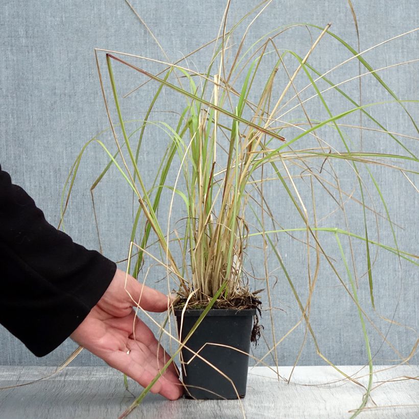 Ejemplar de Pennisetum massaicum Red Bunny Tail en godet de 9 cm entregado en otoño