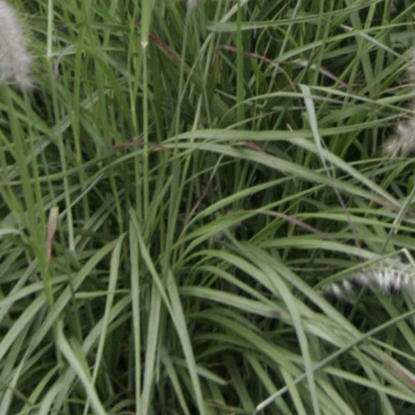 Pennisetum orientale (Follaje)